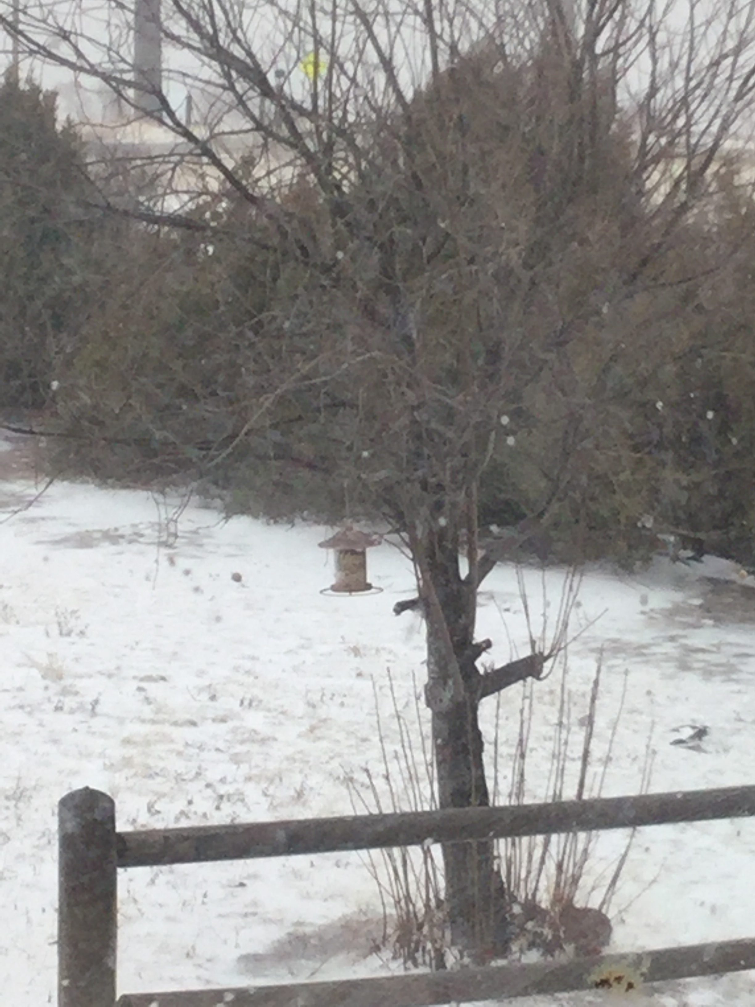 Surprise Snow Day Demo!